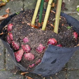 Jerusalem artichoke bursting its container