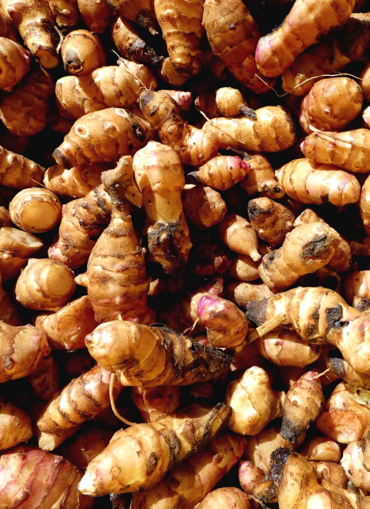 Jerusalem artichoke planting, growing and harvesting