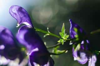 Dramatic photo of aconite flowers