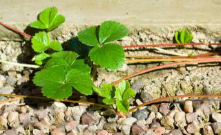 Runners of strawberry plants guided along a cement driveway to spread and multiply.