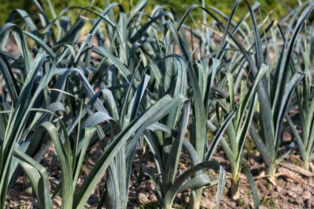 leek pests diseases