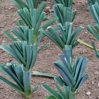 Sowing leek in rows for proper spacing