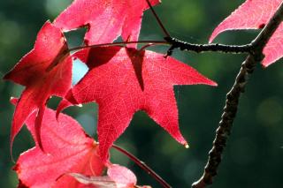 Red liquidambar leaves