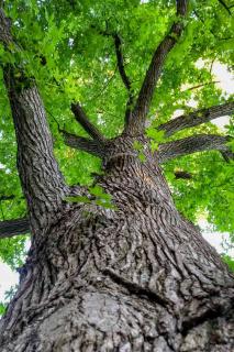 Liquidambar pruning, planting and care