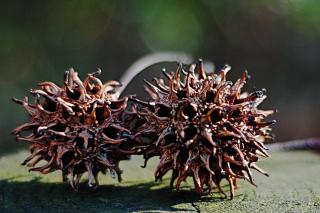 Liquidambar seed pods