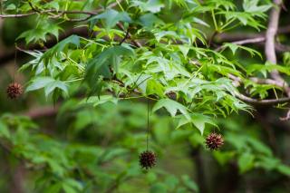 Uses of liquidambar for landscaping