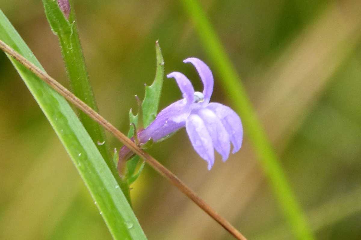 Lobelia flower on its stem