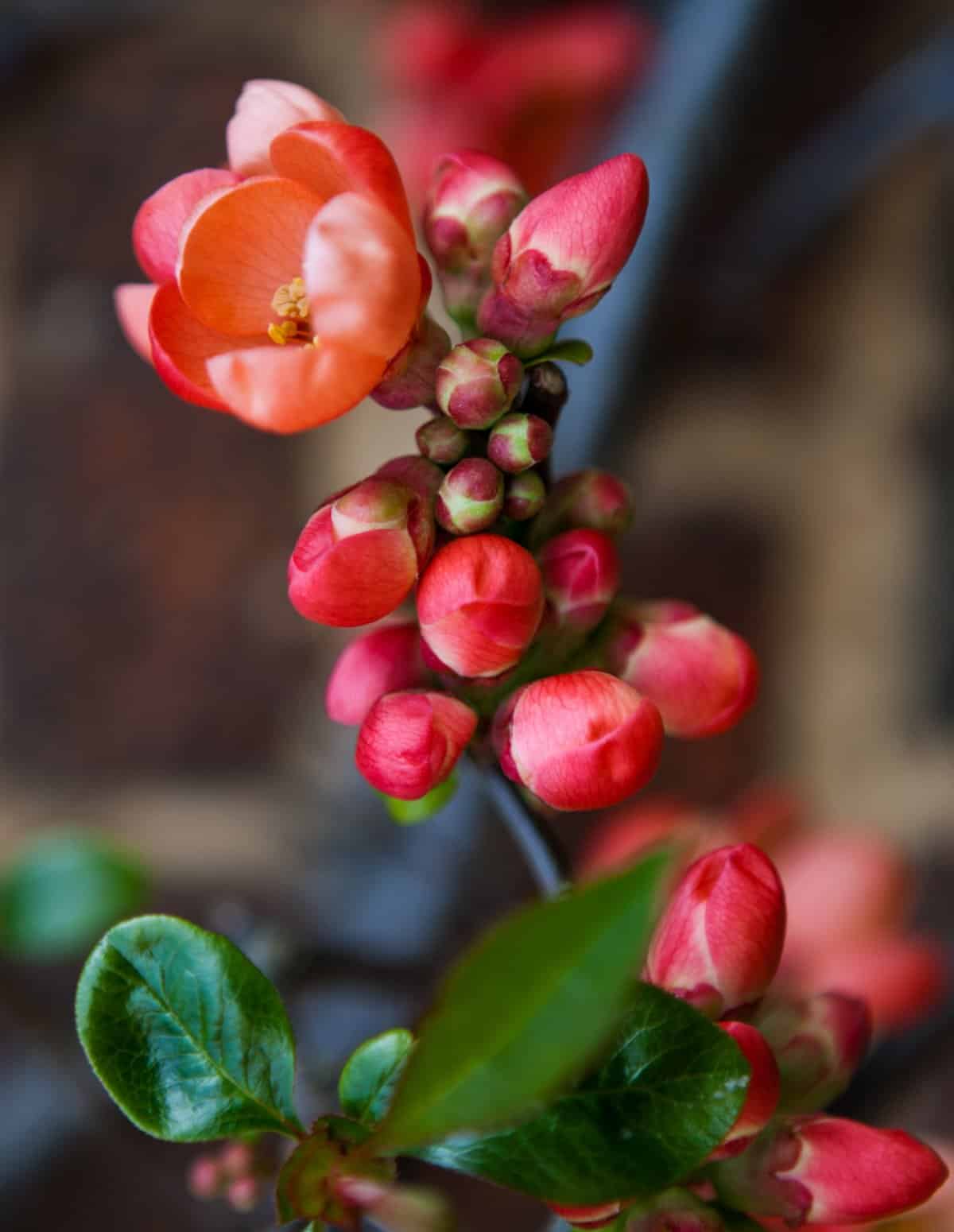Blooming flowers of a maule's quince tree