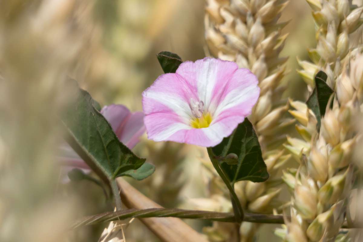 Morning glory bindweed