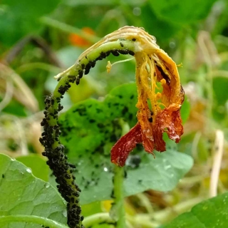 nasturtium-aphids