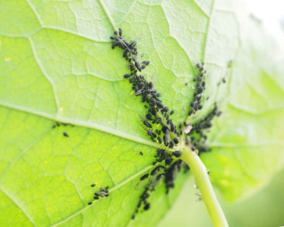 nasturtium leaf with aphids