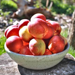 Nectarine harvest