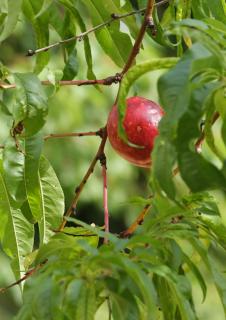Soft nectarine growing on a tree.