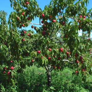 Large, well-pruned nectarine tree