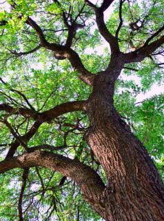 Large oak tree in the forest.