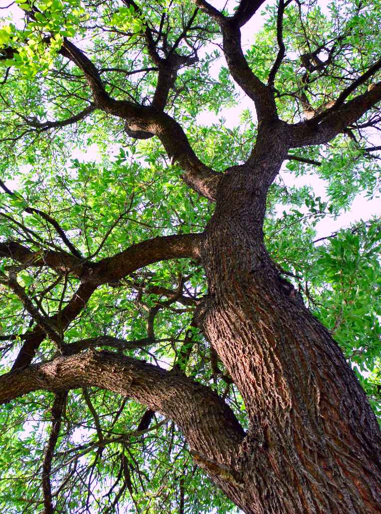 Oak - planting, trimming, pruning, diseases like mildew and processionary