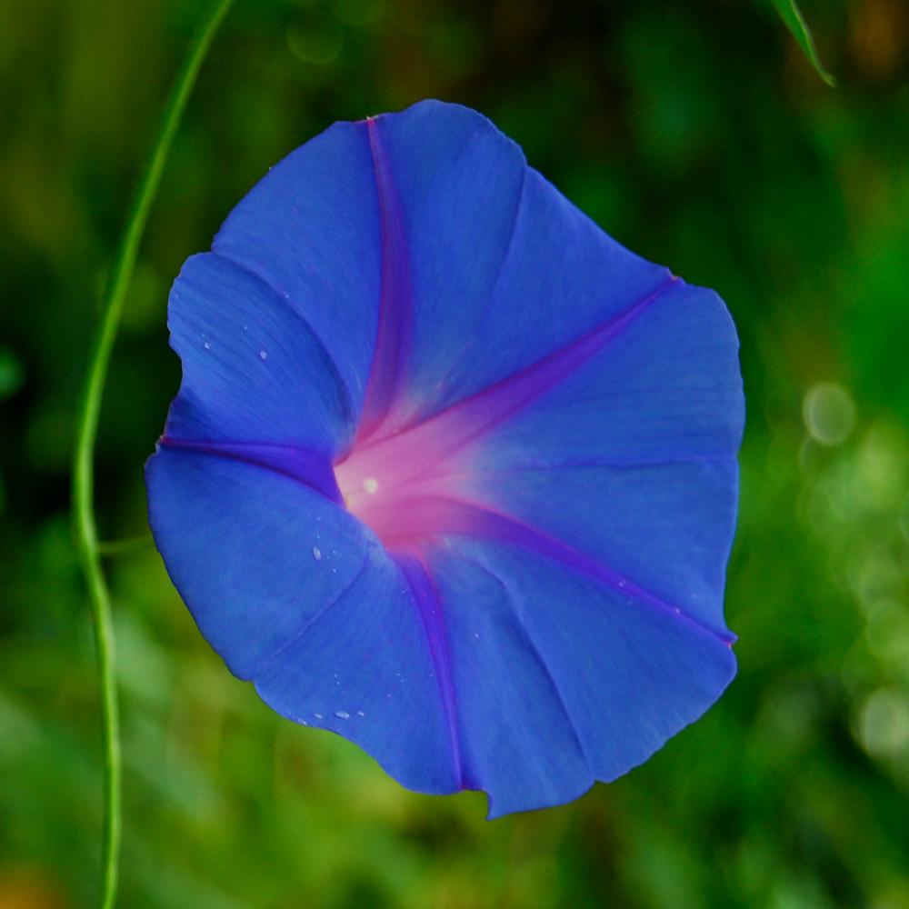 oceanblue morning glory ipomoea liseron bleu
