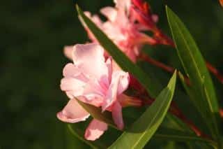 Preparing oleander cuttings