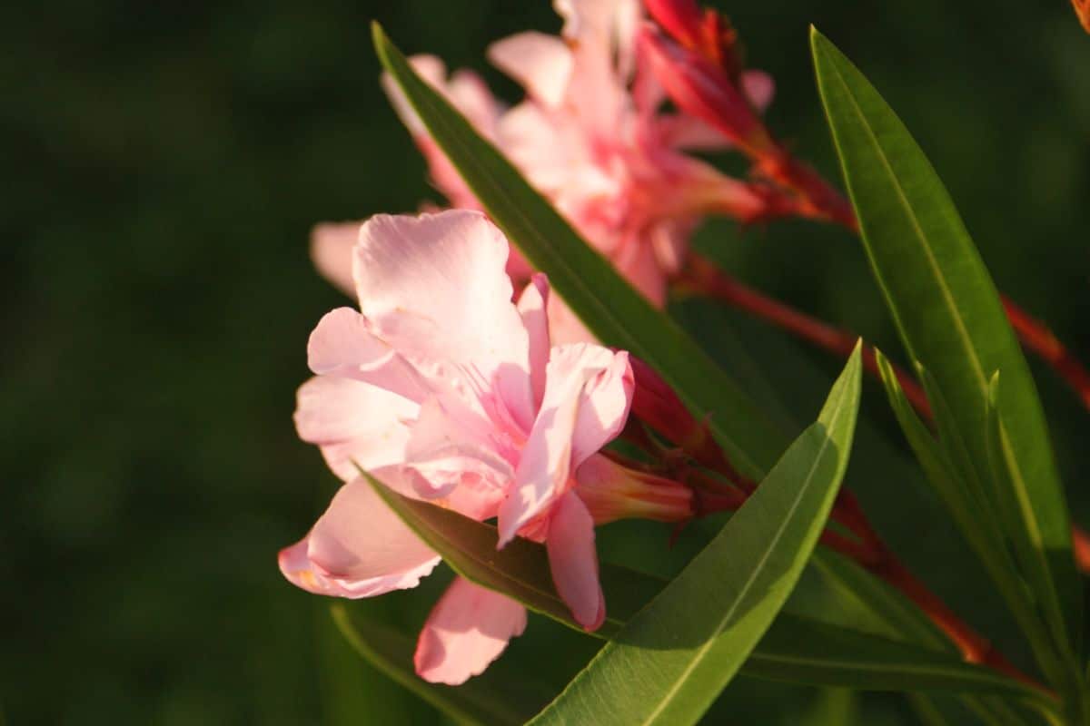 3 FRESH CUTTINGS Fragrant Oleander Nerium Oleander 