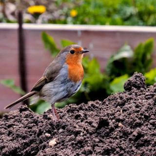 Healthy soil attracts all sorts of beneficial animals like this robin.