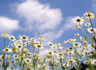 Oxeye daisies in a field with blue sky and clouds.