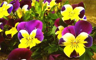 Yellow and purple pansy or viola winter flowers.