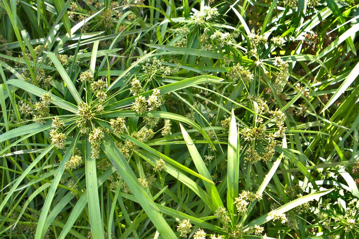 Papyrus Plant Live Plant in a 10 Inch Pot Ornamental Aquatic Perennial Sedge Cyperus Papyrus 