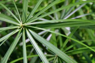 Papyrus cyperus leaf