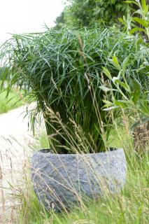 Papyrus in a pot indoors and outdoors