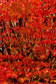 Fall habit of parrotia persica