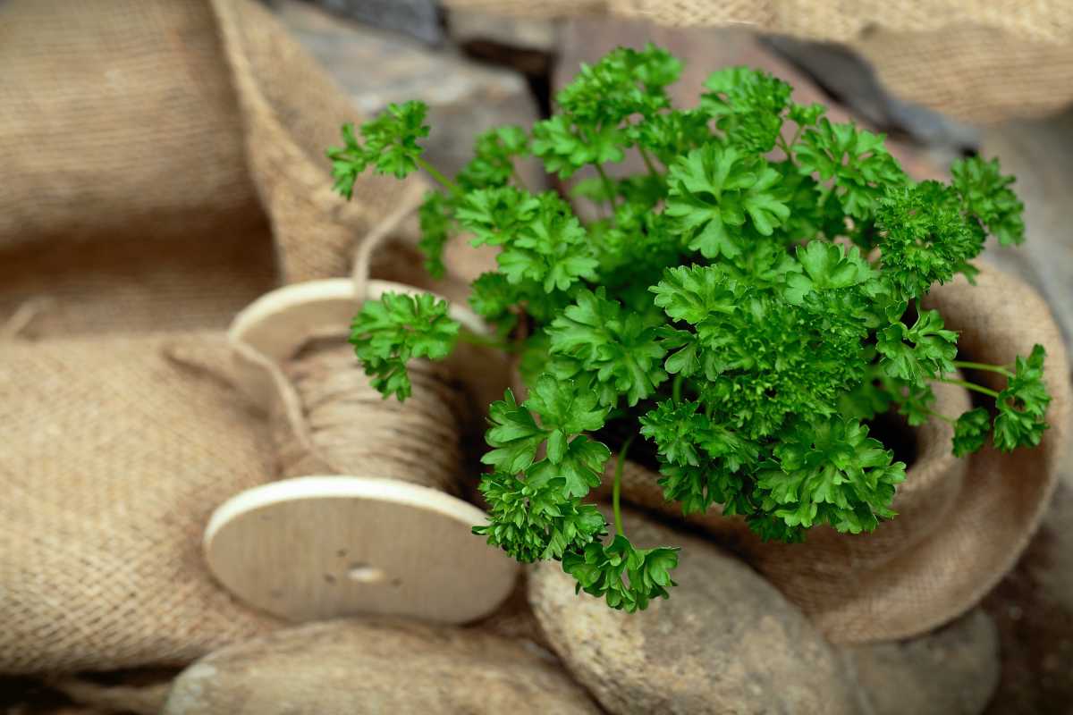 Health benefits of parsley