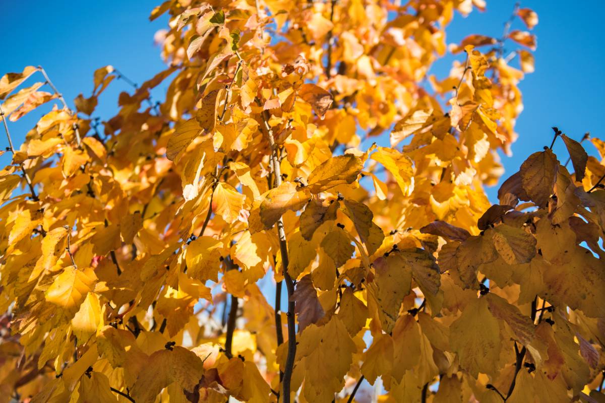 Parrotia persica, the persian ironwood tree