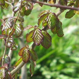 Planting guide for persian ironwood tree