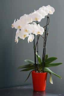 White-flowered Phalaenopsis orchid in a red pot.