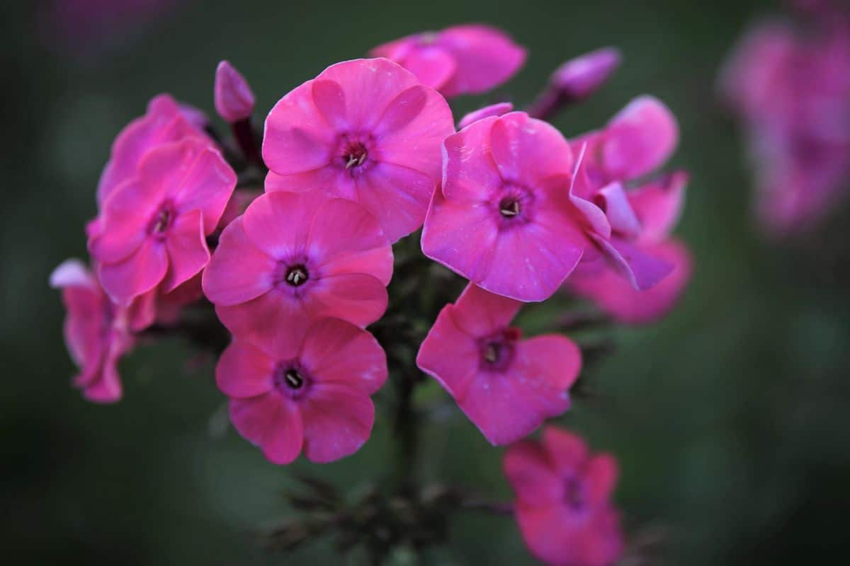 Phlox cluster of flowers