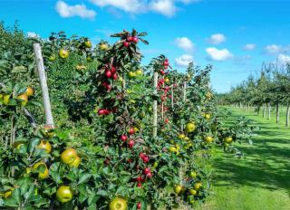 Apple tree plantation with red and green apples