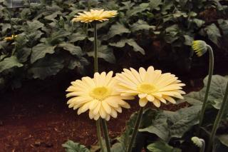 Yellow gerbera in a row