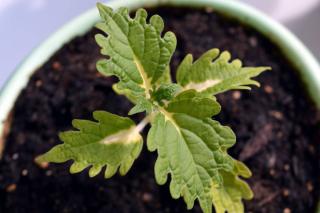 Coleus seedling in a pot