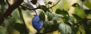 Damson plum on branch