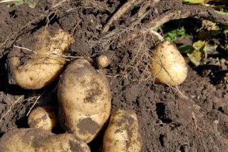 Potato planting, care and harvest