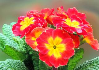 Bright red-yellow primroses bloom in winter.