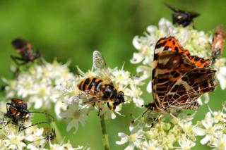 White flowers visited by butterflies, wasps, bumblebees and more.