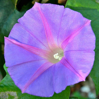 purple oceanblue morning glory