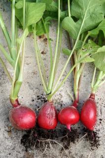 Radish varieties