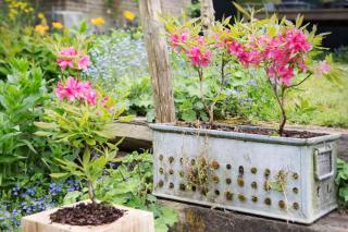 Rhododendron pot substrate