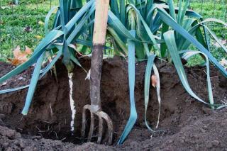 Ridging means raising the soil around the plant often