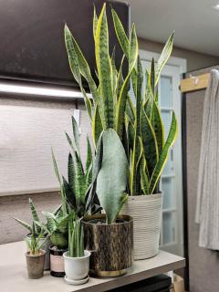 Different sansevieria varieties in pots on a designer kitchen counter.