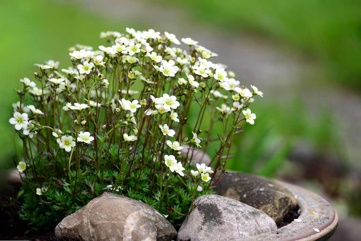 Saxifrage