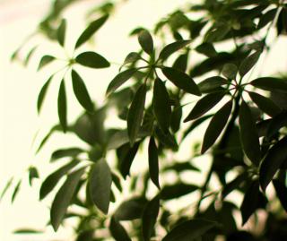 Schefflera leaves with a white backdrop.