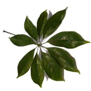 Schefflera care